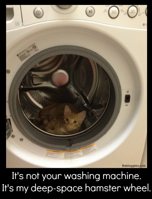 Cats never have to empty the dishwasher The Bloggess